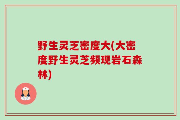 野生灵芝密度大(大密度野生灵芝频现岩石森林)
