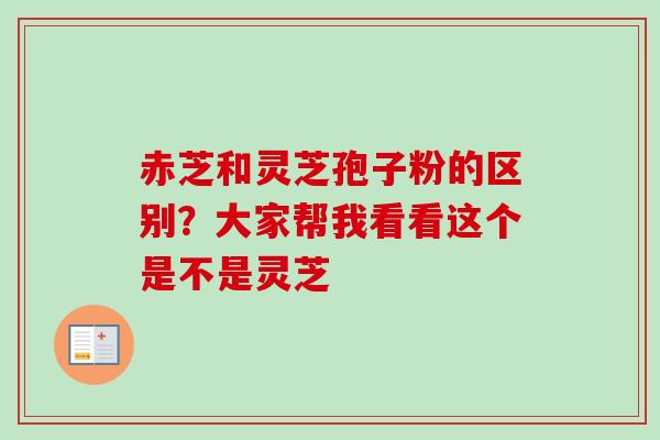 赤芝和灵芝孢子粉的区别?大家帮我看看这个是不是灵芝 赤芝和灵芝孢子粉的区别?大家帮我看看这个是不是灵芝