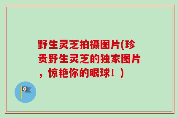 野生灵芝拍摄图片(珍贵野生灵芝的独家图片,惊艳你的眼球!) 野生灵芝拍摄图片(珍贵野生灵芝的独家图片,惊艳你的眼球!)