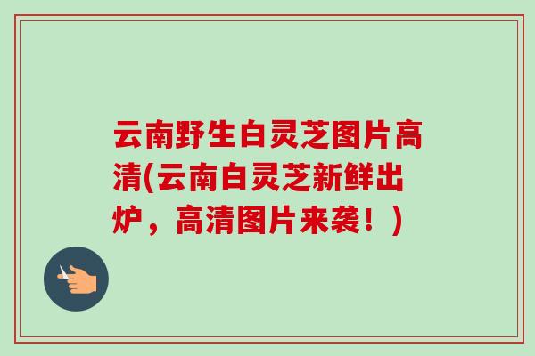 云南野生白灵芝图片高清(云南白灵芝新鲜出炉，高清图片来袭！)