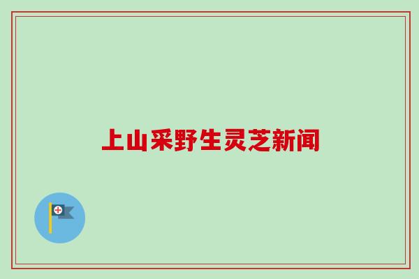 上山采野生灵芝新闻