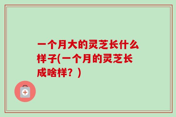 一个月大的灵芝长什么样子(一个月的灵芝长成啥样?) 一个月大的灵芝长什么样子(一个月的灵芝长成啥样?)