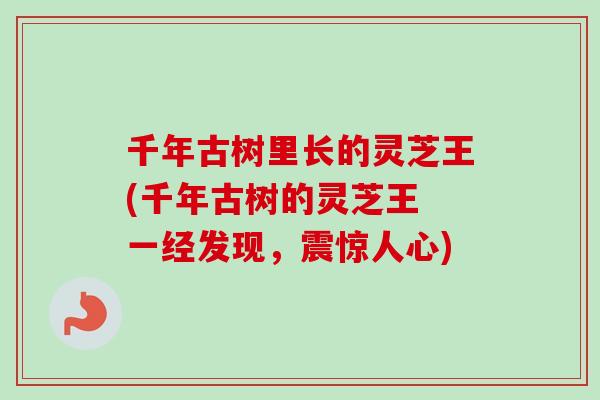 千年古树里长的灵芝王(千年古树的灵芝王 一经发现,震惊人心) 千年古树里长的灵芝王(千年古树的灵芝王 一经发现,震惊人心)
