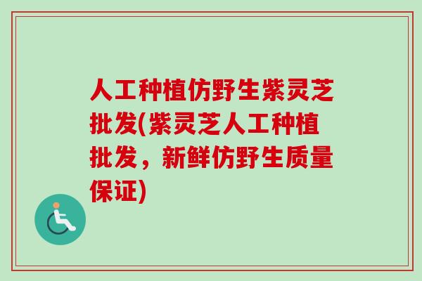 人工种植仿野生紫灵芝批发(紫灵芝人工种植批发，新鲜仿野生质量保证)