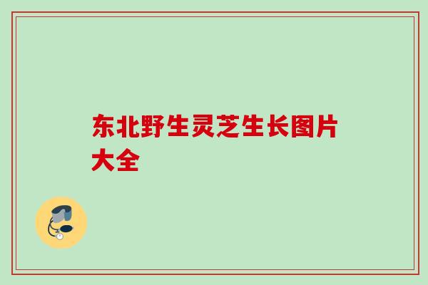 东北野生灵芝生长图片大全