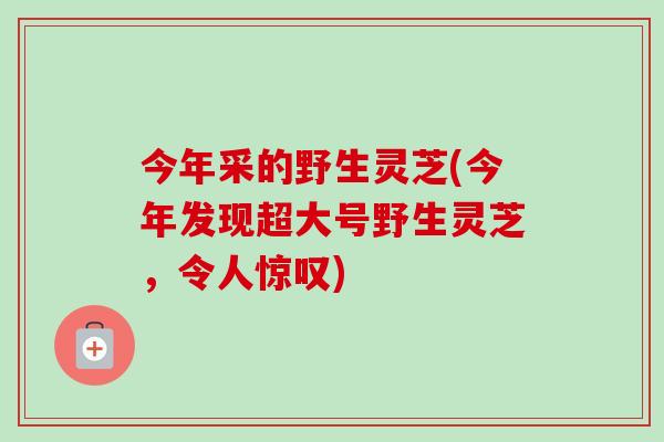 今年采的野生灵芝(今年发现超大号野生灵芝，令人惊叹)