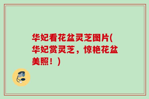 华妃看花盆灵芝图片(华妃赏灵芝,惊艳花盆美照!) 华妃看花盆灵芝图片(华妃赏灵芝,惊艳花盆美照!)