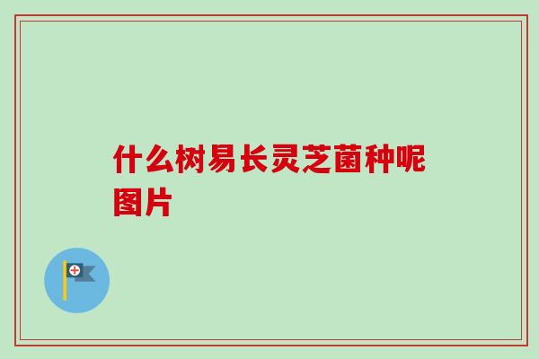 什么树易长灵芝菌种呢图片 什么树易长灵芝菌种呢图片