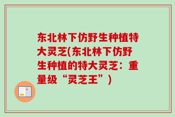 东北林下仿野生种植特大灵芝(东北林下仿野生种植的特大灵芝:重量级“灵芝王”) 东北林下仿野生种植特大灵芝(东北林下仿野生种植的特大灵芝:重量级“灵芝王”)