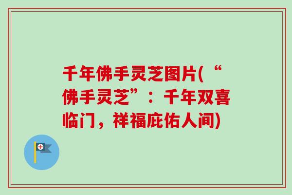 千年佛手灵芝图片(“佛手灵芝”:千年双喜临门,祥福庇佑人间) 千年佛手灵芝图片(“佛手灵芝”:千年双喜临门,祥福庇佑人间)