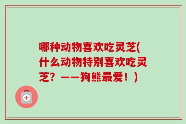 哪种动物喜欢吃灵芝(什么动物特别喜欢吃灵芝?——狗熊爱!) 哪种动物喜欢吃灵芝(什么动物特别喜欢吃灵芝?——狗熊爱!)