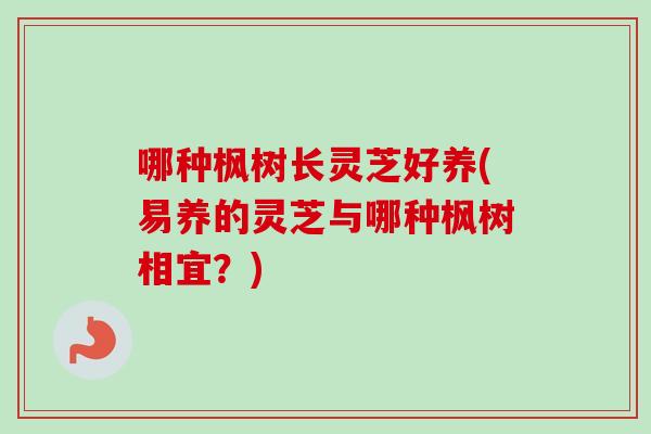 哪种枫树长灵芝好养(易养的灵芝与哪种枫树相宜？)