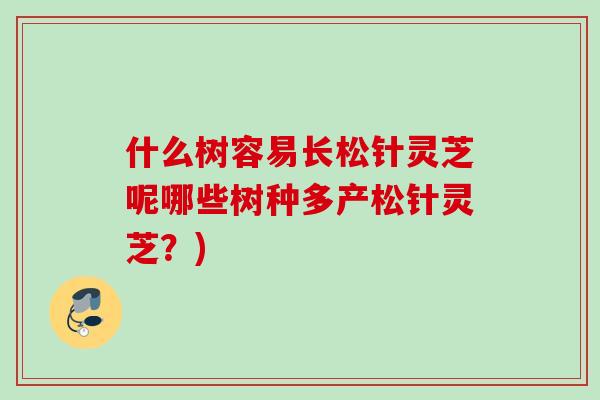 什么树容易长松针灵芝呢哪些树种多产松针灵芝?) 什么树容易长松针灵芝呢哪些树种多产松针灵芝?)