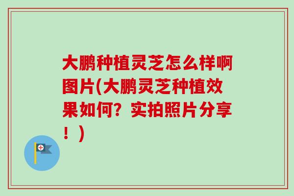大鹏种植灵芝怎么样啊图片(大鹏灵芝种植效果如何？实拍照片分享！)