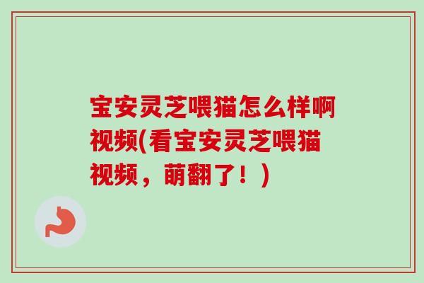 宝安灵芝喂猫怎么样啊视频(看宝安灵芝喂猫视频，萌翻了！)
