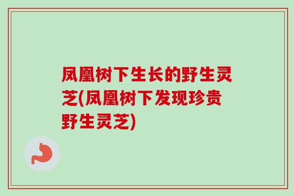 凤凰树下生长的野生灵芝(凤凰树下发现珍贵野生灵芝)