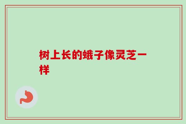 树上长的蛾子像灵芝一样 树上长的蛾子像灵芝一样