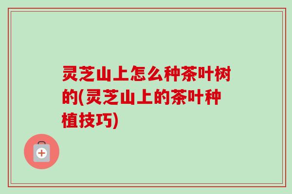灵芝山上怎么种茶叶树的(灵芝山上的茶叶种植技巧) 灵芝山上怎么种茶叶树的(灵芝山上的茶叶种植技巧)