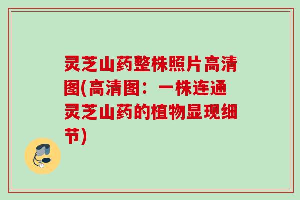 灵芝山药整株照片高清图(高清图：一株连通灵芝山药的植物显现细节)