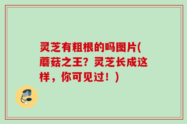 灵芝有粗根的吗图片(蘑菇之王？灵芝长成这样，你可见过！)