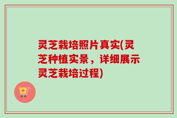 灵芝栽培照片真实(灵芝种植实景,详细展示灵芝栽培过程) 灵芝栽培照片真实(灵芝种植实景,详细展示灵芝栽培过程)