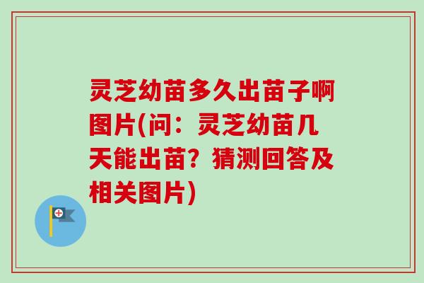 灵芝幼苗多久出苗子啊图片(问:灵芝幼苗几天能出苗?猜测回答及相关图片) 灵芝幼苗多久出苗子啊图片(问:灵芝幼苗几天能出苗?猜测回答及相关图片)