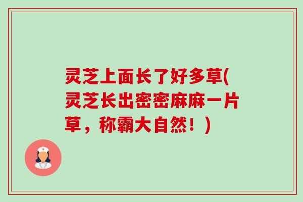 灵芝上面长了好多草(灵芝长出密密麻麻一片草,称霸大自然!) 灵芝上面长了好多草(灵芝长出密密麻麻一片草,称霸大自然!)