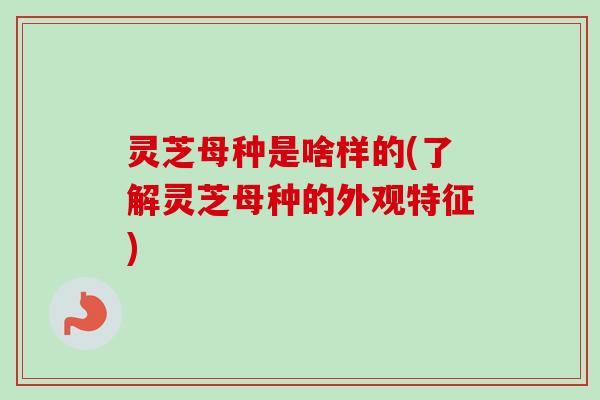 灵芝母种是啥样的(了解灵芝母种的外观特征)