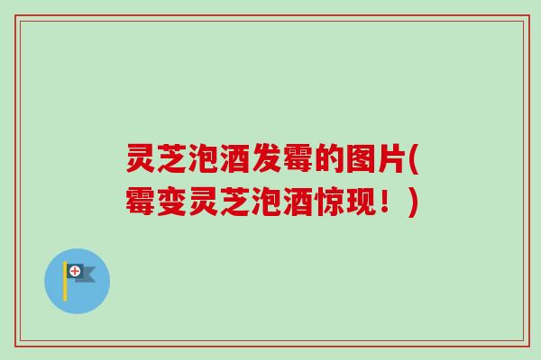 灵芝泡酒发霉的图片(霉变灵芝泡酒惊现!) 灵芝泡酒发霉的图片(霉变灵芝泡酒惊现!)