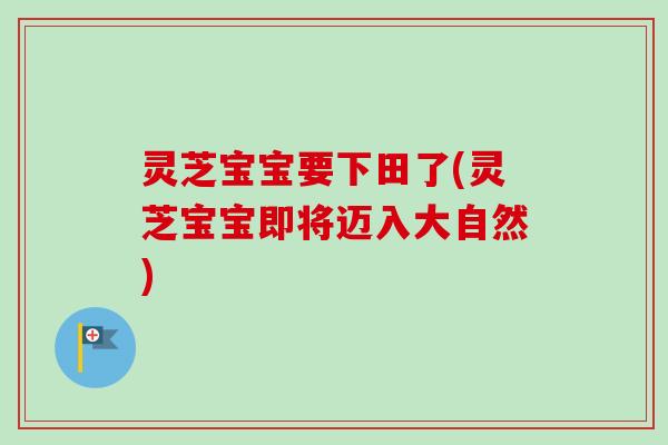 灵芝宝宝要下田了(灵芝宝宝即将迈入大自然)