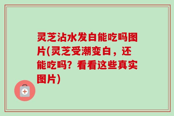 灵芝沾水发白能吃吗图片(灵芝受潮变白,还能吃吗?看看这些真实图片) 灵芝沾水发白能吃吗图片(灵芝受潮变白,还能吃吗?看看这些真实图片)
