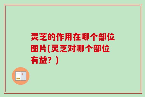 灵芝的作用在哪个部位图片(灵芝对哪个部位有益？)