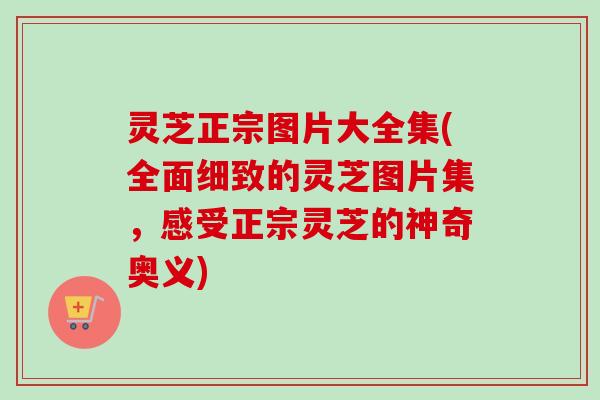 灵芝正宗图片大全集(全面细致的灵芝图片集，感受正宗灵芝的神奇奥义)