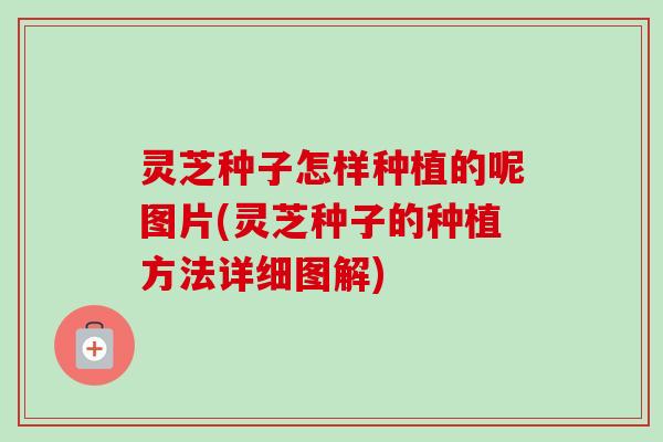 灵芝种子怎样种植的呢图片(灵芝种子的种植方法详细图解) 灵芝种子怎样种植的呢图片(灵芝种子的种植方法详细图解)