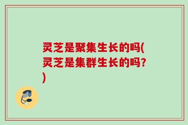 灵芝是聚集生长的吗(灵芝是集群生长的吗?) 灵芝是聚集生长的吗(灵芝是集群生长的吗?)