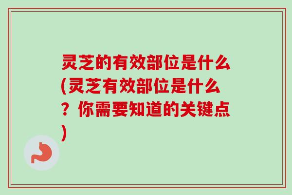 灵芝的有效部位是什么(灵芝有效部位是什么？你需要知道的关键点)
