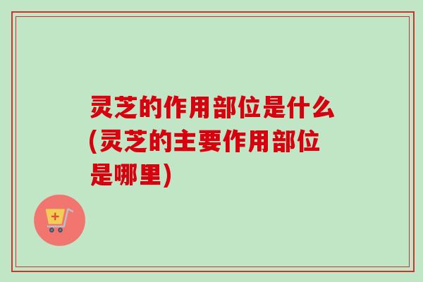 灵芝的作用部位是什么(灵芝的主要作用部位是哪里)