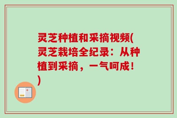 灵芝种植和采摘视频(灵芝栽培全纪录:从种植到采摘,一气呵成!) 灵芝种植和采摘视频(灵芝栽培全纪录:从种植到采摘,一气呵成!)