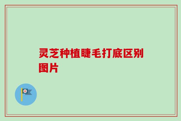灵芝种植睫毛打底区别图片