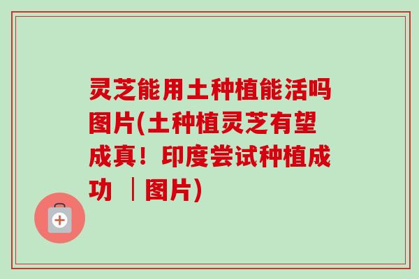 灵芝能用土种植能活吗图片(土种植灵芝有望成真！印度尝试种植成功 │图片)
