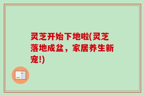 灵芝开始下地啦(灵芝落地成盆，家居养生新宠!)