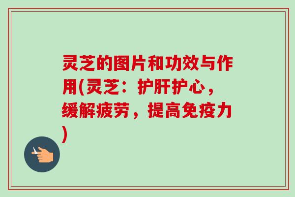 灵芝的图片和功效与作用(灵芝:护心,缓解疲劳,提高免疫力) 灵芝的图片和功效与作用(灵芝:护心,缓解疲劳,提高免疫力)