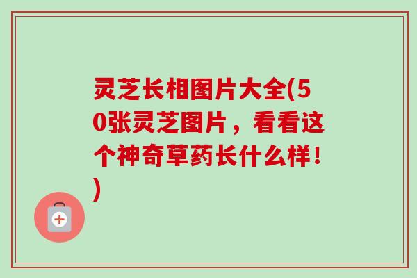 灵芝长相图片大全(50张灵芝图片,看看这个神奇草药长什么样!) 灵芝长相图片大全(50张灵芝图片,看看这个神奇草药长什么样!)