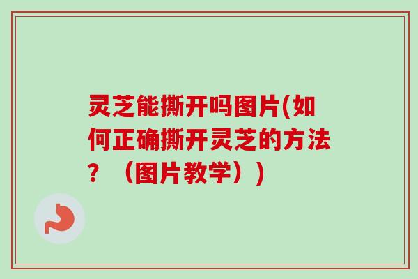 灵芝能撕开吗图片(如何正确撕开灵芝的方法?(图片教学)) 灵芝能撕开吗图片(如何正确撕开灵芝的方法?(图片教学))