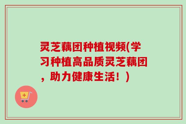 灵芝藕团种植视频(学习种植高品质灵芝藕团,助力健康生活!) 灵芝藕团种植视频(学习种植高品质灵芝藕团,助力健康生活!)