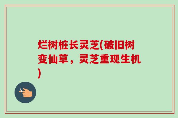 烂树桩长灵芝(破旧树变仙草，灵芝重现生机)