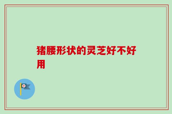 猪腰形状的灵芝好不好用