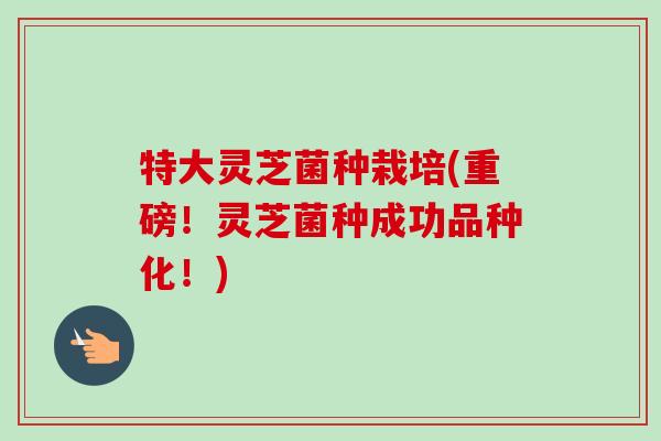 特大灵芝菌种栽培(重磅!灵芝菌种成功品种化!) 特大灵芝菌种栽培(重磅!灵芝菌种成功品种化!)