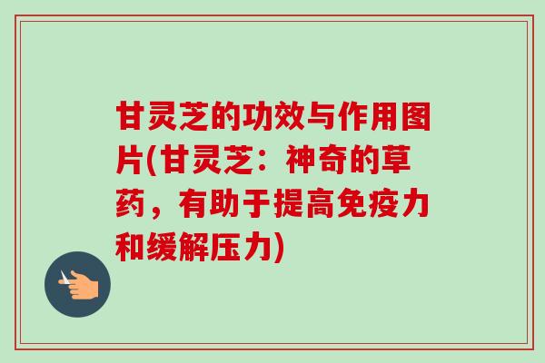 甘灵芝的功效与作用图片(甘灵芝:神奇的草药,有助于提高免疫力和缓解压力) 甘灵芝的功效与作用图片(甘灵芝:神奇的草药,有助于提高免疫力和缓解压力)