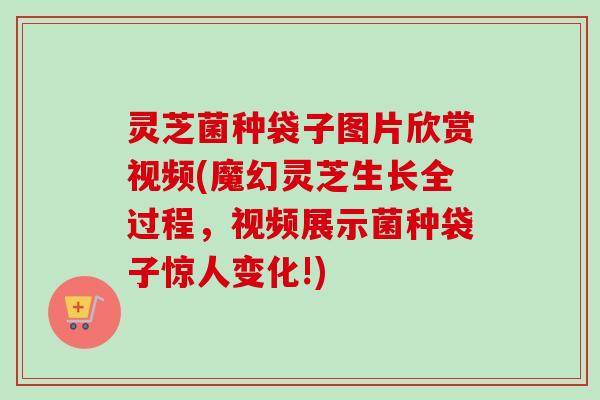 灵芝菌种袋子图片欣赏视频(魔幻灵芝生长全过程,视频展示菌种袋子惊人变化!) 灵芝菌种袋子图片欣赏视频(魔幻灵芝生长全过程,视频展示菌种袋子惊人变化!)